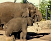 Elephant Feeding Time - Tina Simm
